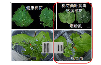 近日，微生物研究所發(fā)現(xiàn)雙生病毒調(diào)控植物免疫平衡實(shí)現(xiàn)全新生態(tài)功能